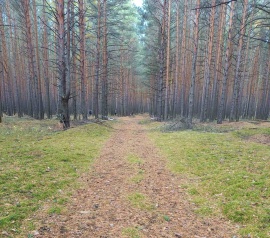 Прирезка лесных участков Кадастровые работы в Раменском и Раменском районе